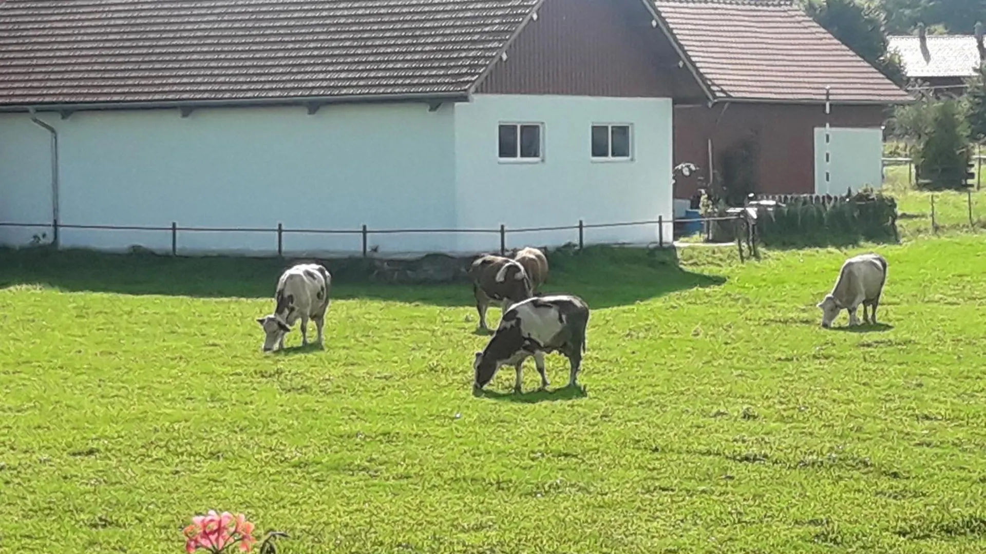 Apartment Gästehaus Reisacher - Einzelzimmer Peiting Deutschland